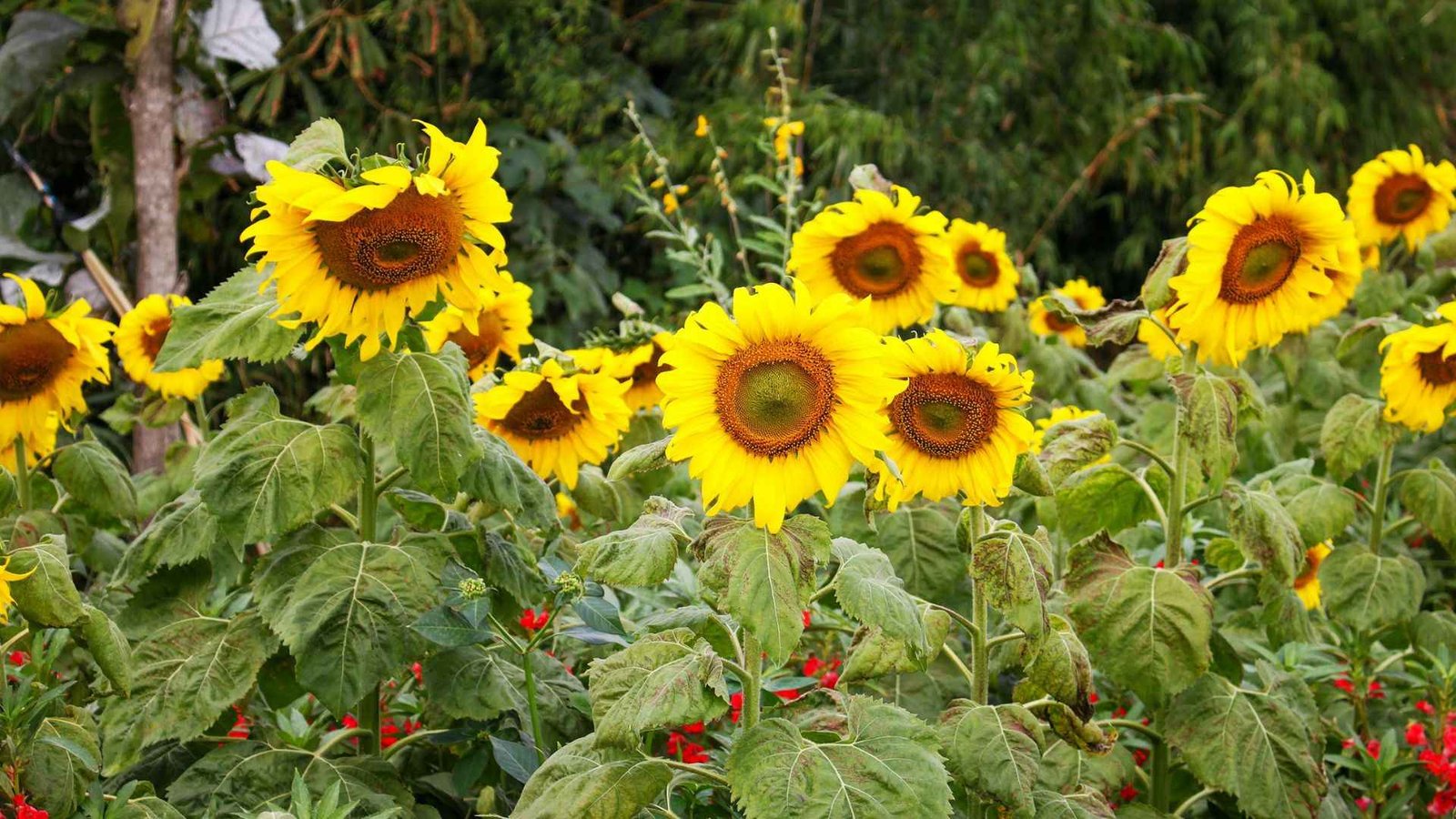 10 Rare Yellow Flowers You Should Know About 1 Rare Yellow Flowers