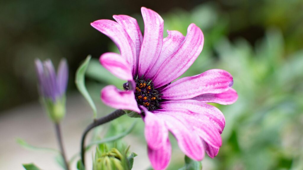 How Rare Flowers Survive in Extreme Environments 8 1 23