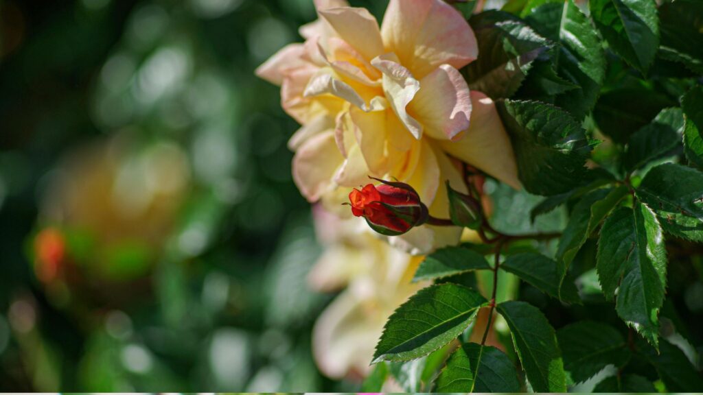 How Rare Flowers Survive in Extreme Environments 9 1 24