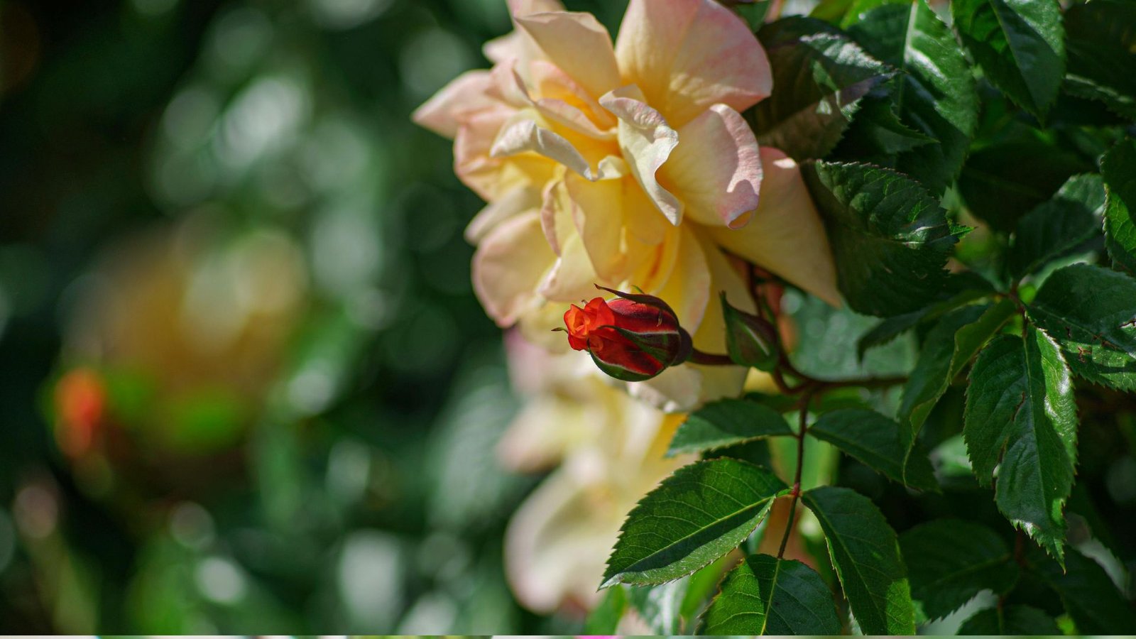 Why Rare Flowers Are Disappearing Fast (19 Reasons) 1 1 24