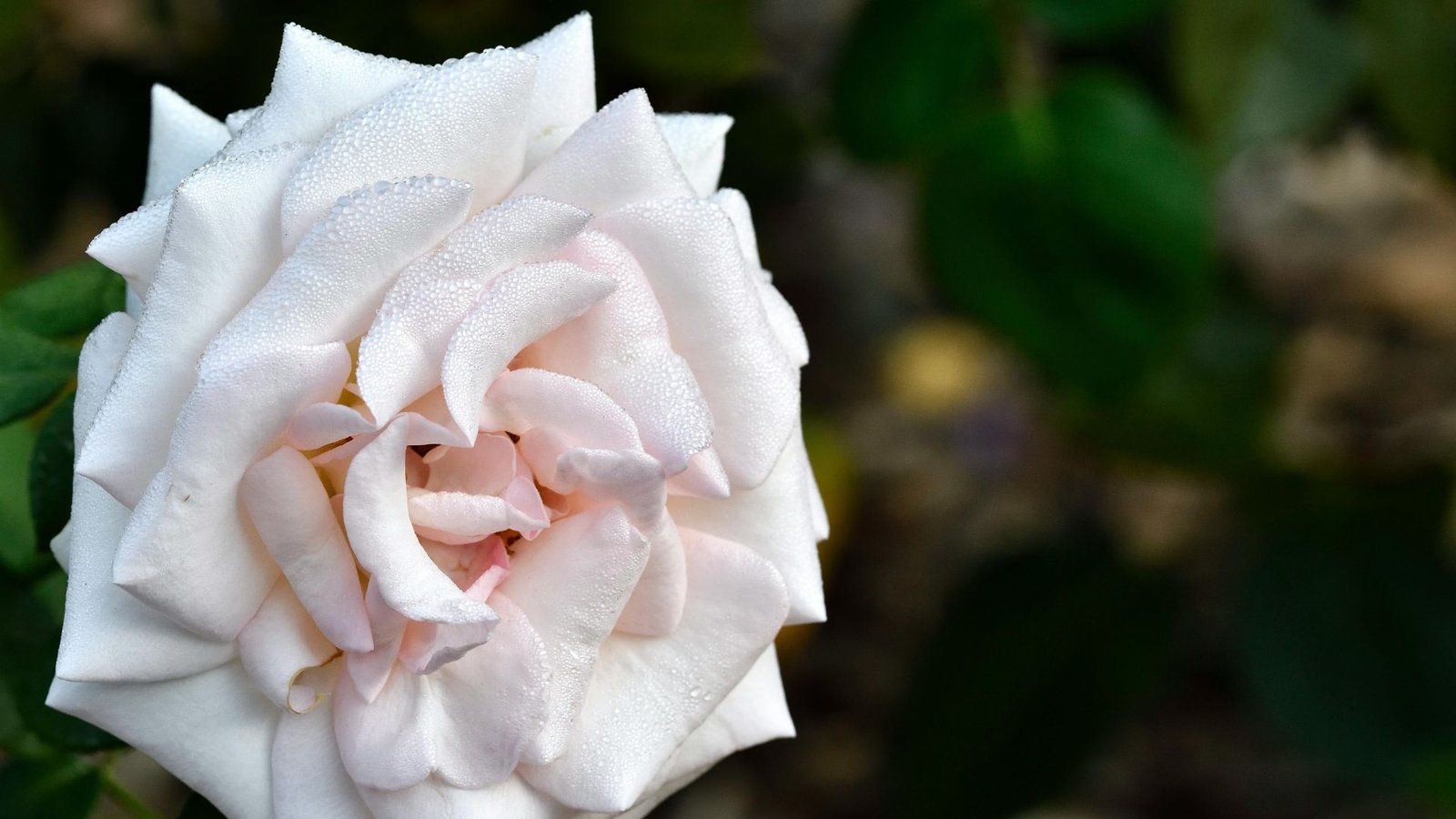 Why Rare Flowers Grow in Specific Regions