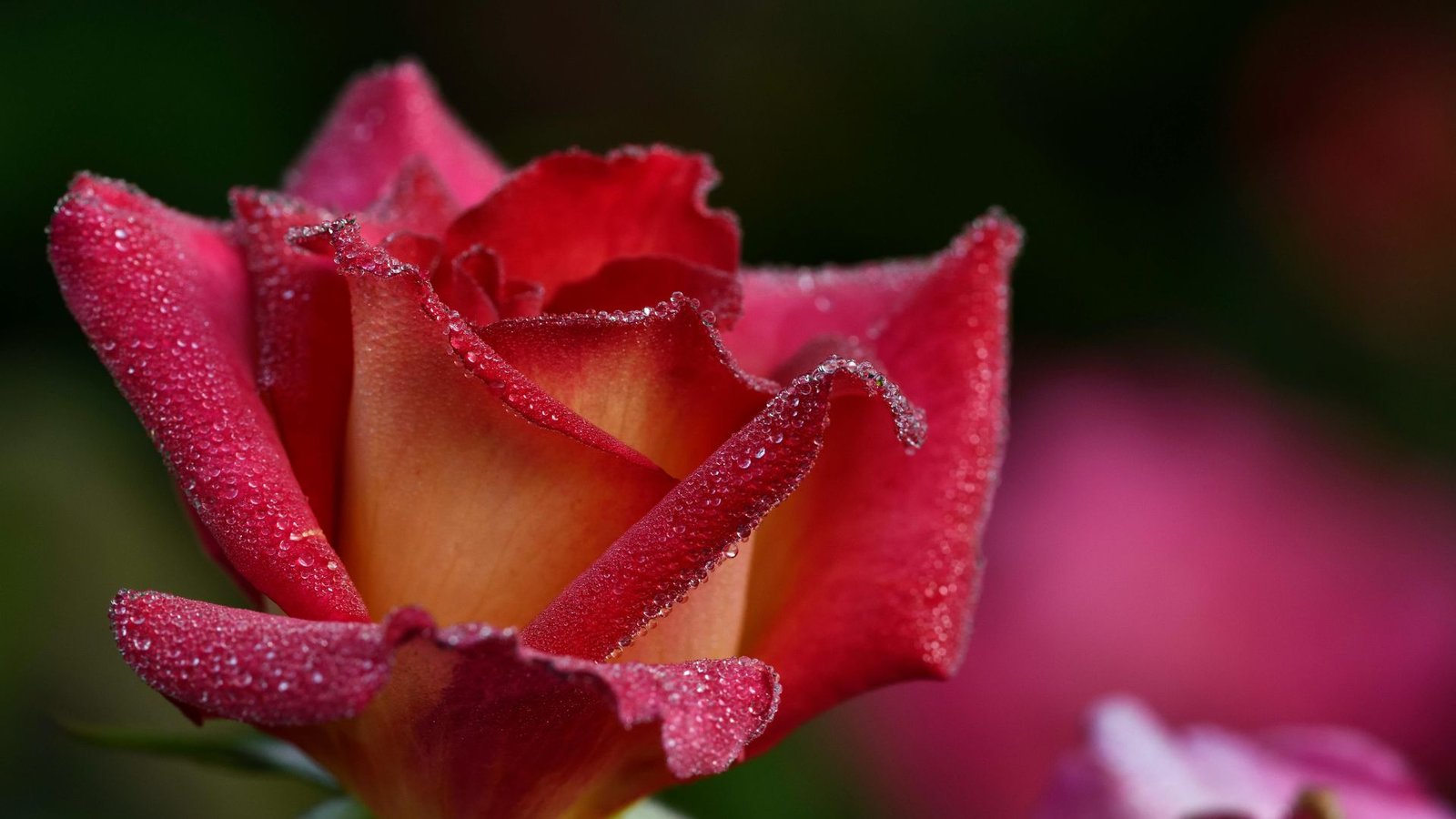 Why Rare Flowers Struggle in Changing Ecosystems 1 Rare Flowers Struggle in Changing Ecosystems