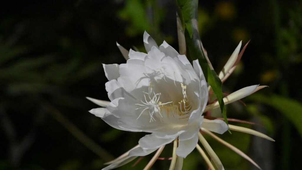 How Rare Flowers Survive in Extreme Environments 2 Rare Flowers Survive in Extreme Environments