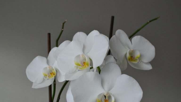 Long Blooming Perennials