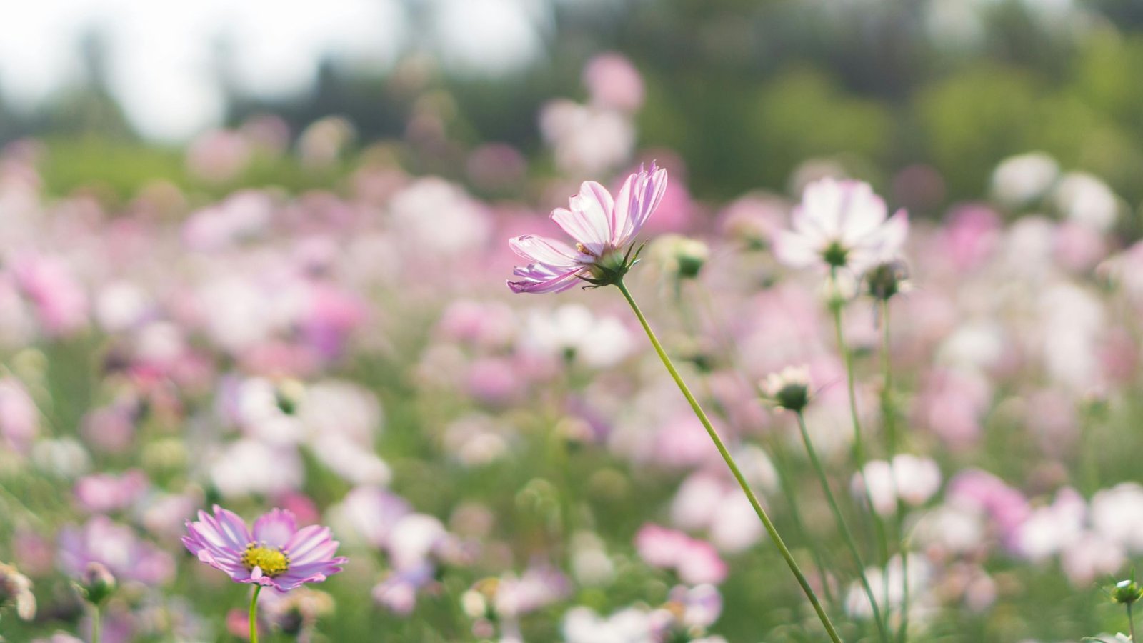 Why Rare Flowers Are Disappearing 2026 (Unexpected Ecosystem Changes) 1 Why Rare Flowers Are Disappearing