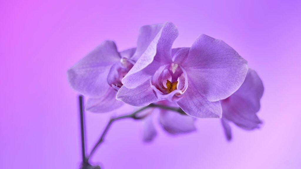 Rare Purple Orchids