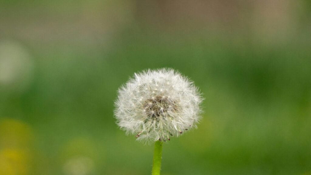Franklin Tree Flower