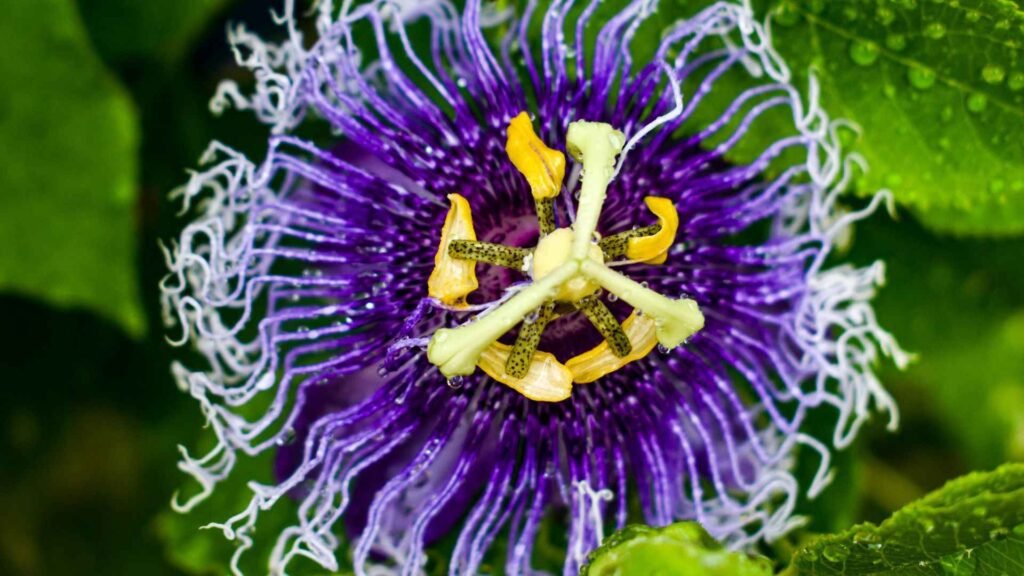Why Are Some Flowers So Rare? Explained Simply 7 Purple Passionflower