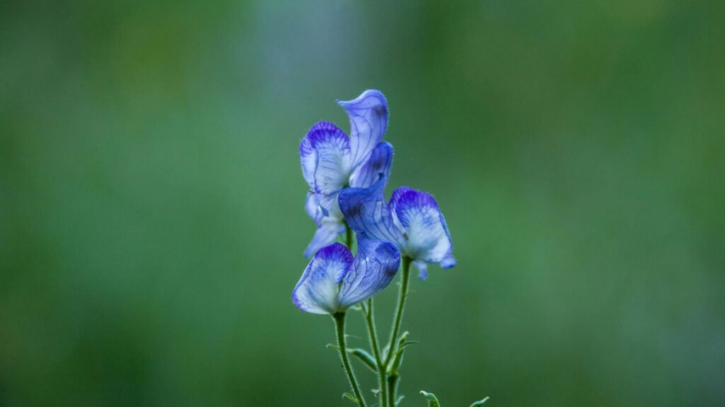 Why Are Some Flowers So Rare? Explained Simply 6 Rare Purple Flowers