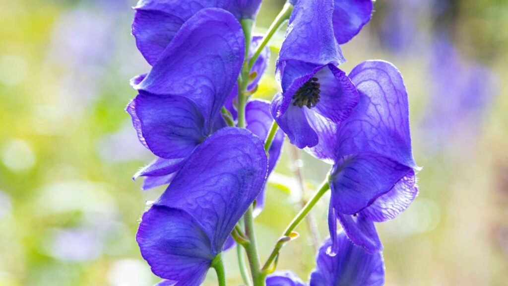 Monkshood (Aconite)