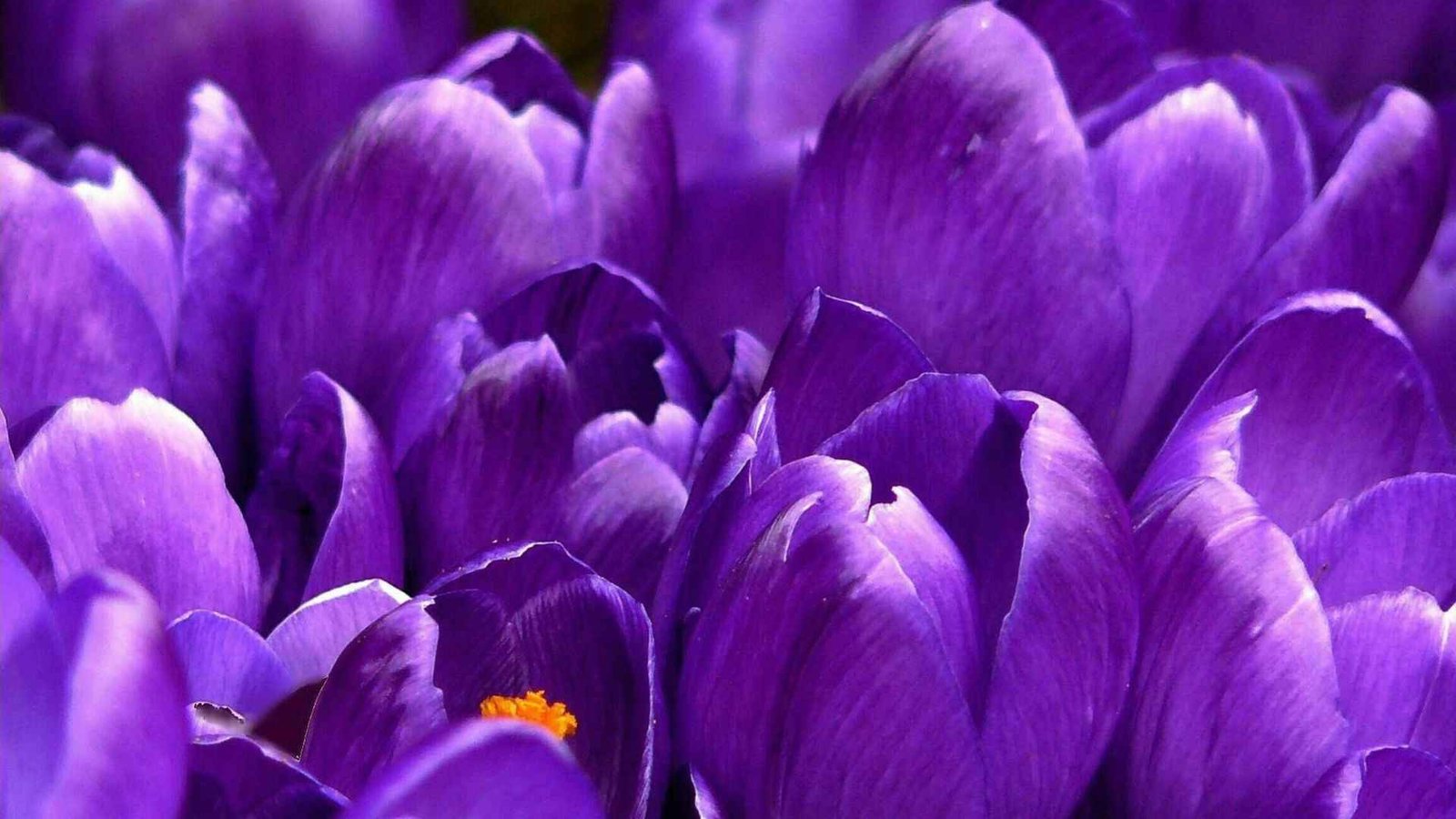 5 Rare Purple Flowers That Feel Calm, Peace & Mysterious 1 Rare Purple Flowers