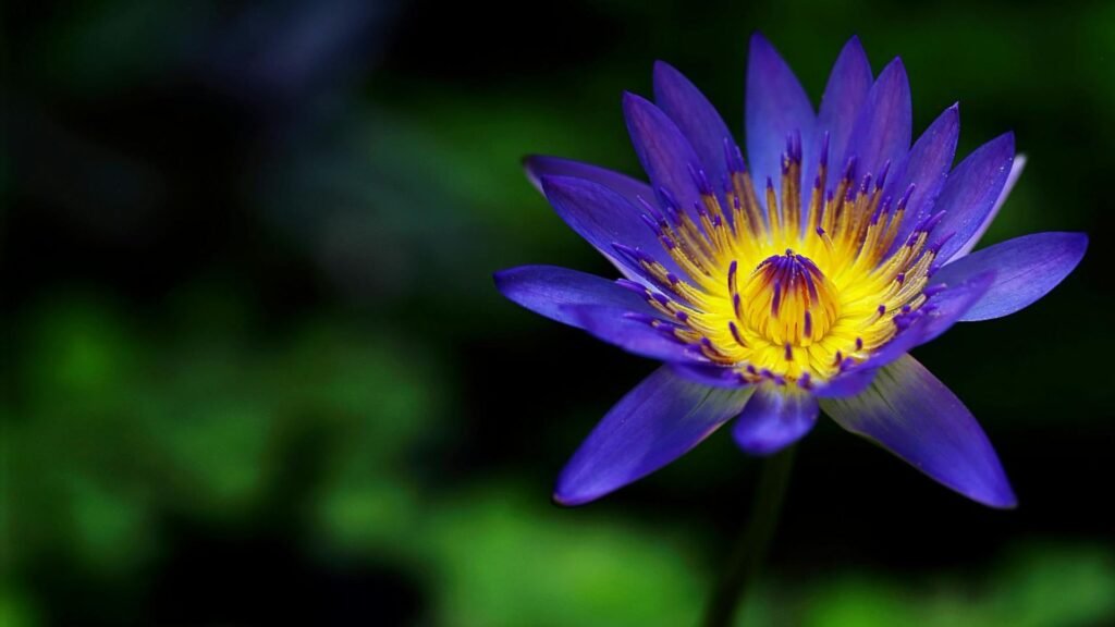 5 Rare Purple Flowers That Feel Calm, Peace & Mysterious 3 Purple Lotus