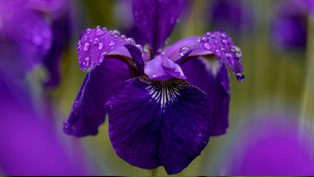 5 Rare Purple Flowers That Feel Calm, Peace & Mysterious 6 Purple Bat Flower