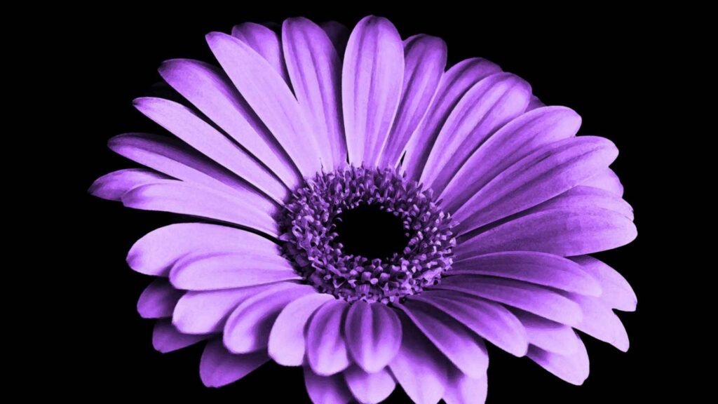 5 Rare Purple Flowers That Feel Calm, Peace & Mysterious 9 Purple Flowers