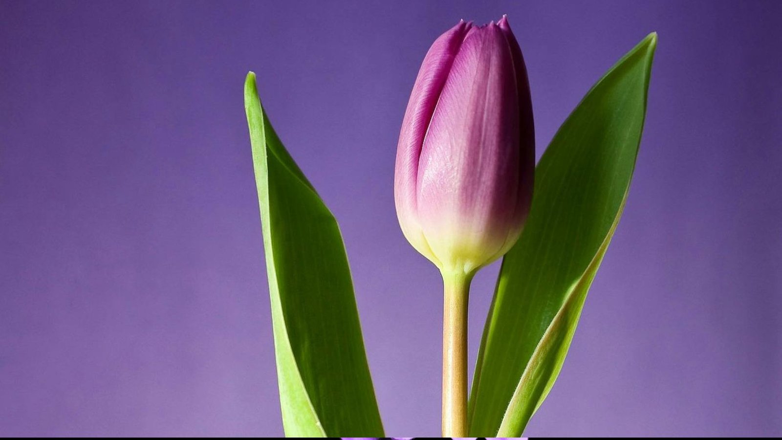 Rare Flowers and Their Meanings