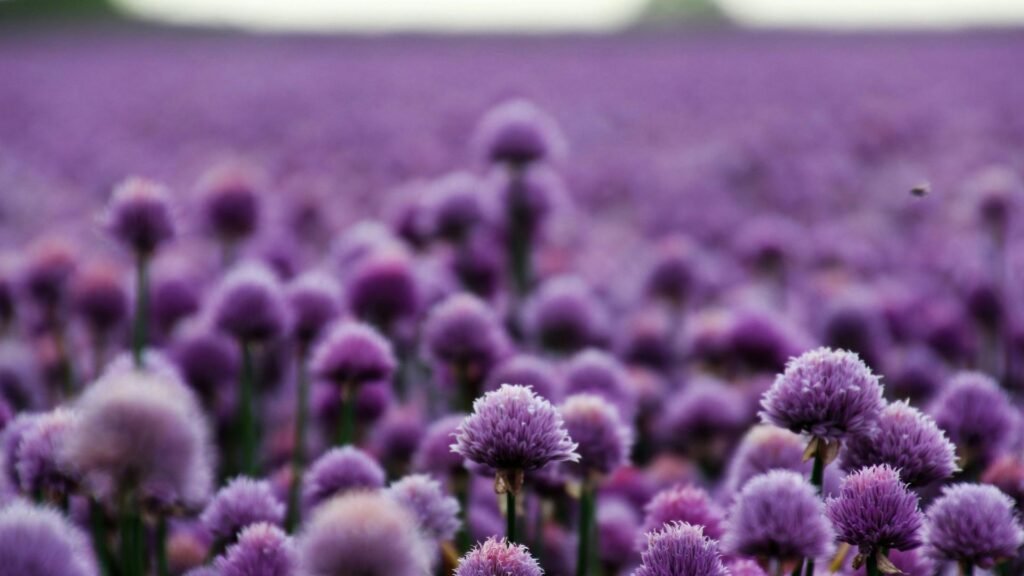 5 Rare Purple Flowers That Feel Calm, Peace & Mysterious 2 Rare Purple Flowers