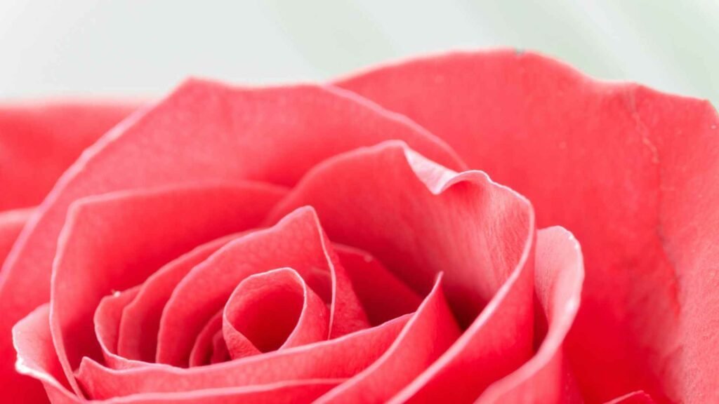 Why Rare Flowers Are Disappearing 2026 (Unexpected Ecosystem Changes) 2 Beautiful Rose