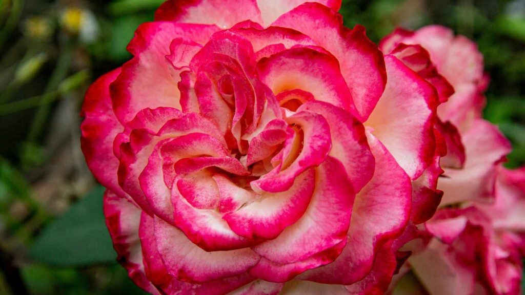 Strange Rare Flowers