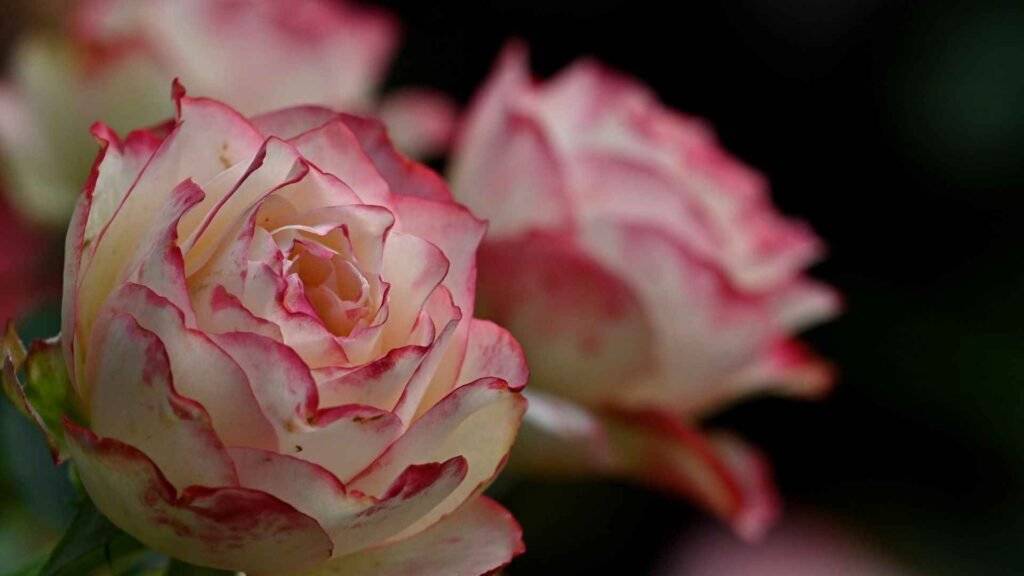 Pink White Rose