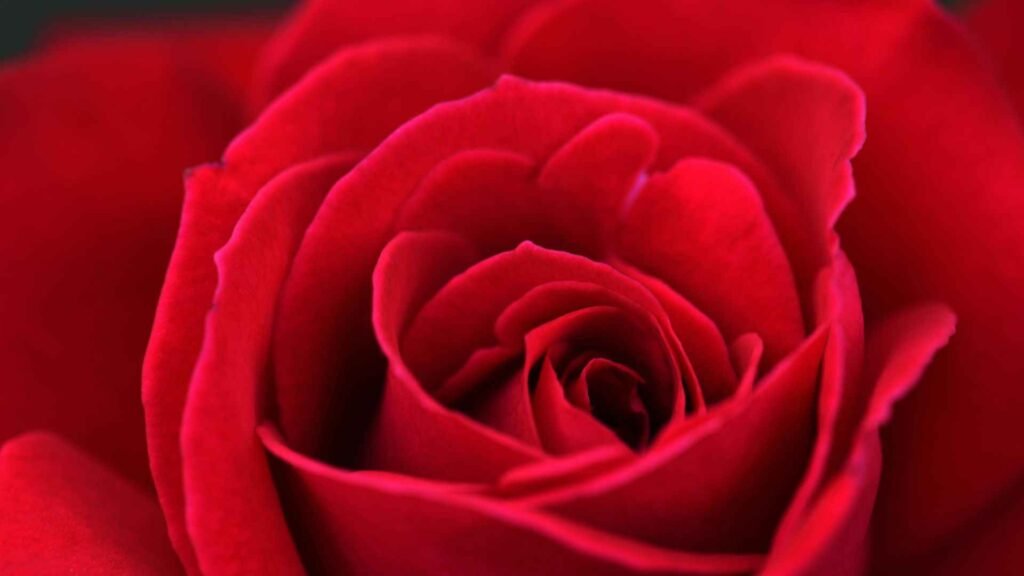 Human Impact on Rare Flowers (16 Survival Facts) 4 Red Rose