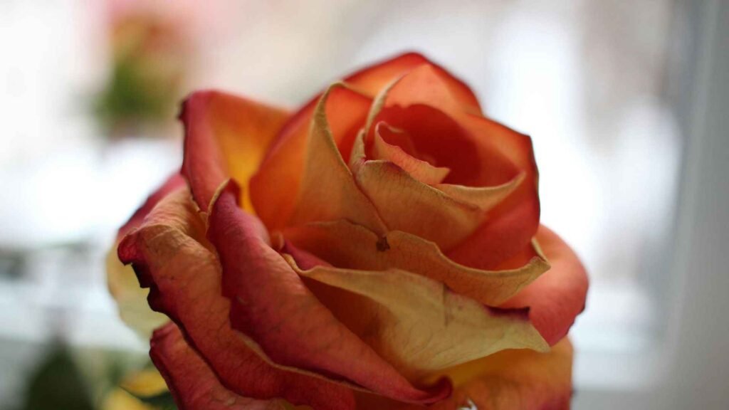 Human Impact on Rare Flowers (16 Survival Facts) 8 Rose