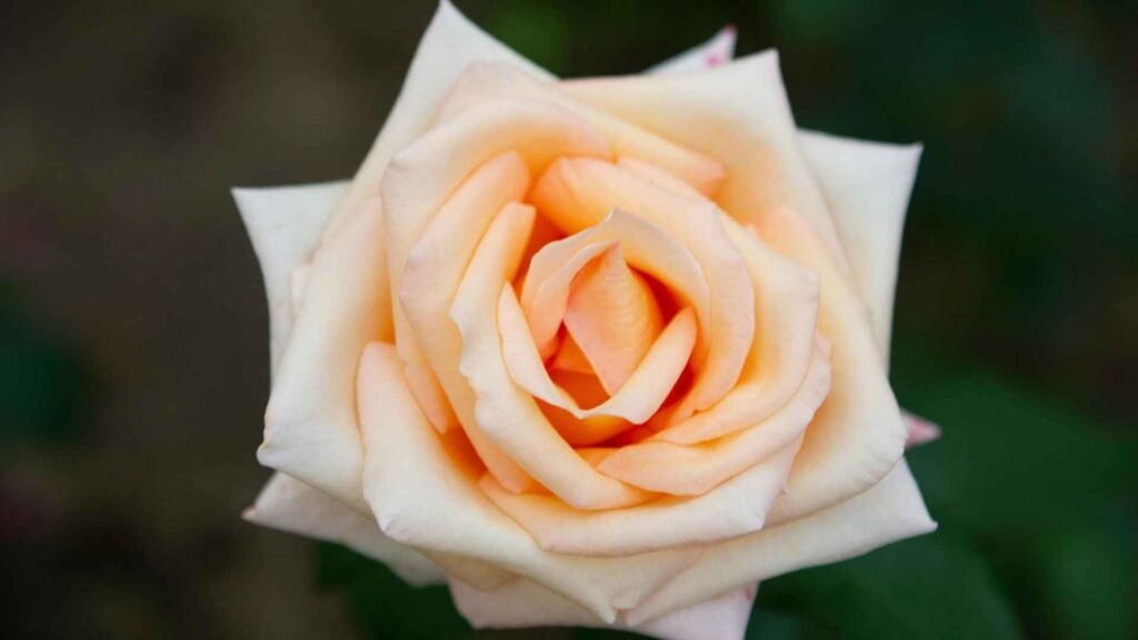 Rare Flowers Adaptation