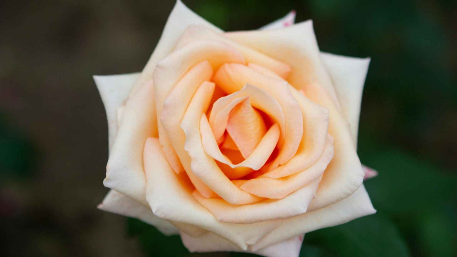 Rare Flowers Adaptation