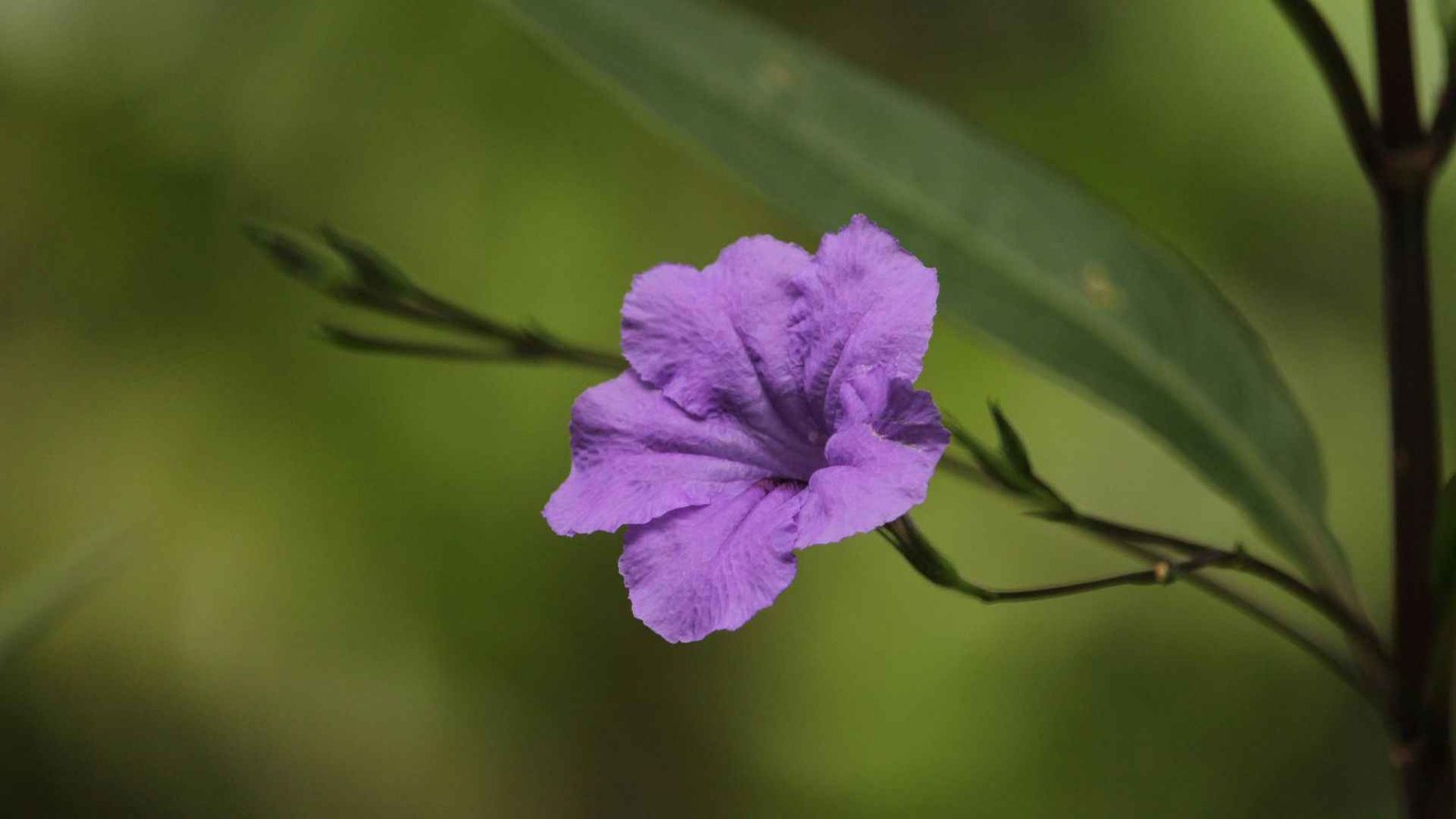 Flowers That Bloom All Summer (2026): 25 Long-Blooming Beauties 1 Flowers That Bloom All Summer