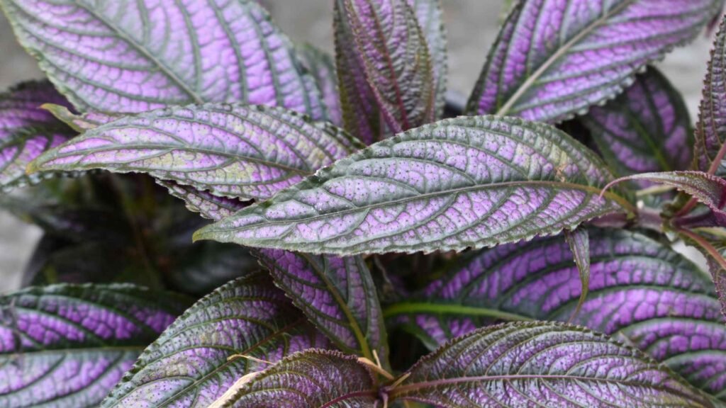 Rare Flowers That Bloom Once in 100 Years 8 sites 2 11zon