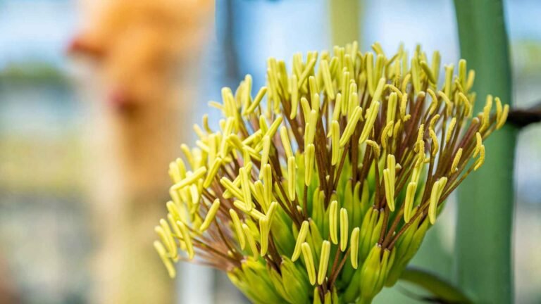 Rare Flowers That Bloom Once