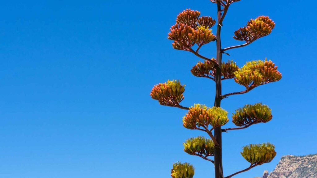 Rare Flowers That Bloom Once in 100 Years 5 sites 4 11zon