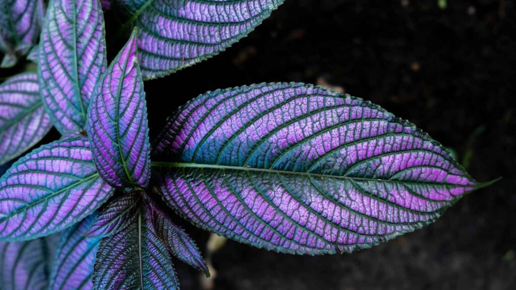 Rare Flowers That Bloom Once in 100 Years 9 sites 11zon