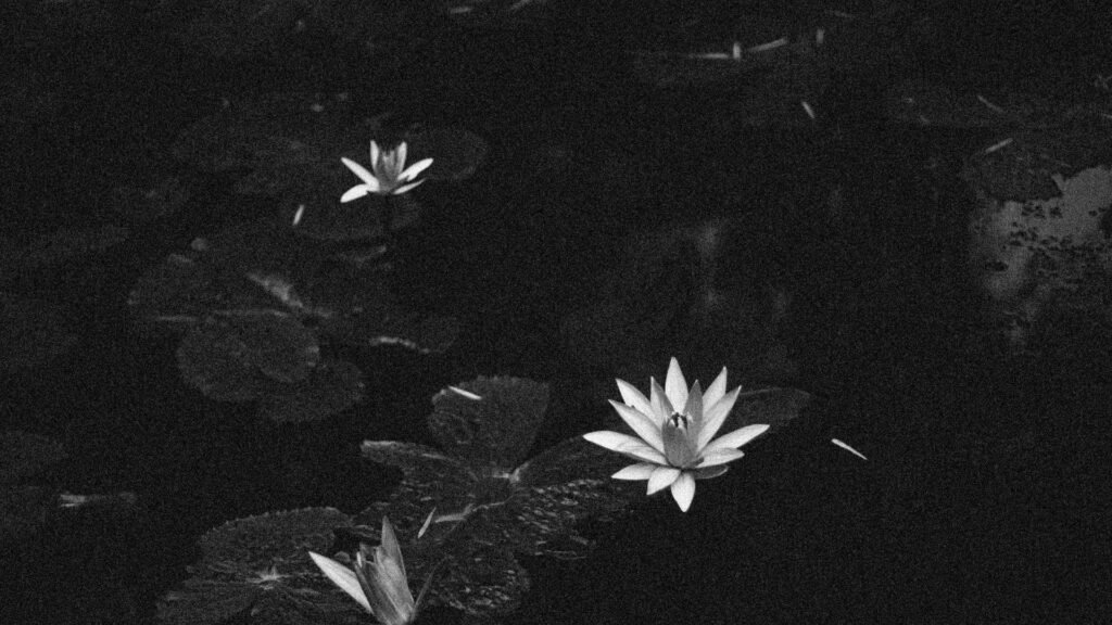 10 Rare Black Flowers You Should Know About 7 sites 3 11zon