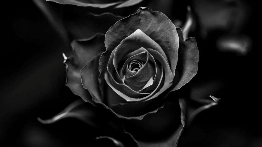 10 Rare Black Flowers You Should Know About 2 sites 4 11zon