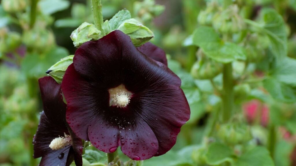 10 Rare Black Flowers You Should Know About 9 sites 5 11zon