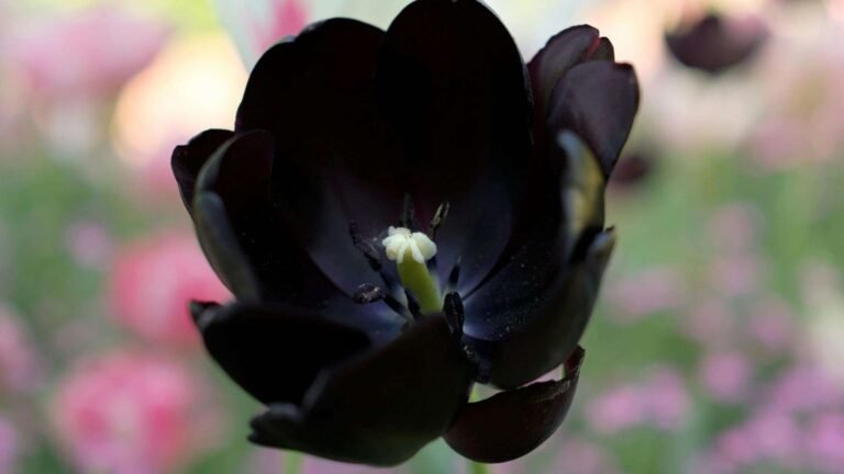 rare black flowers