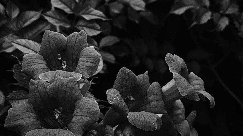 10 Rare Black Flowers You Should Know About 5 sites 8 11zon