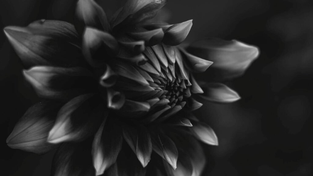 10 Rare Black Flowers You Should Know About 4 sites 9 11zon
