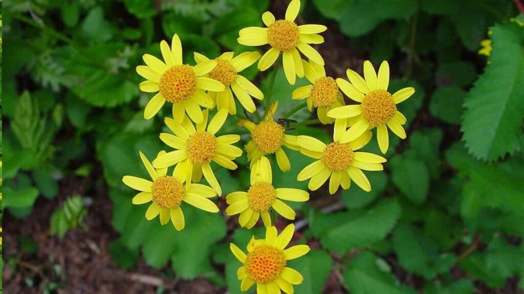 Wildflowers That Attract Butterflies: 20 Beautiful Choices for Your Garden 6 Untitled design 10 11zon