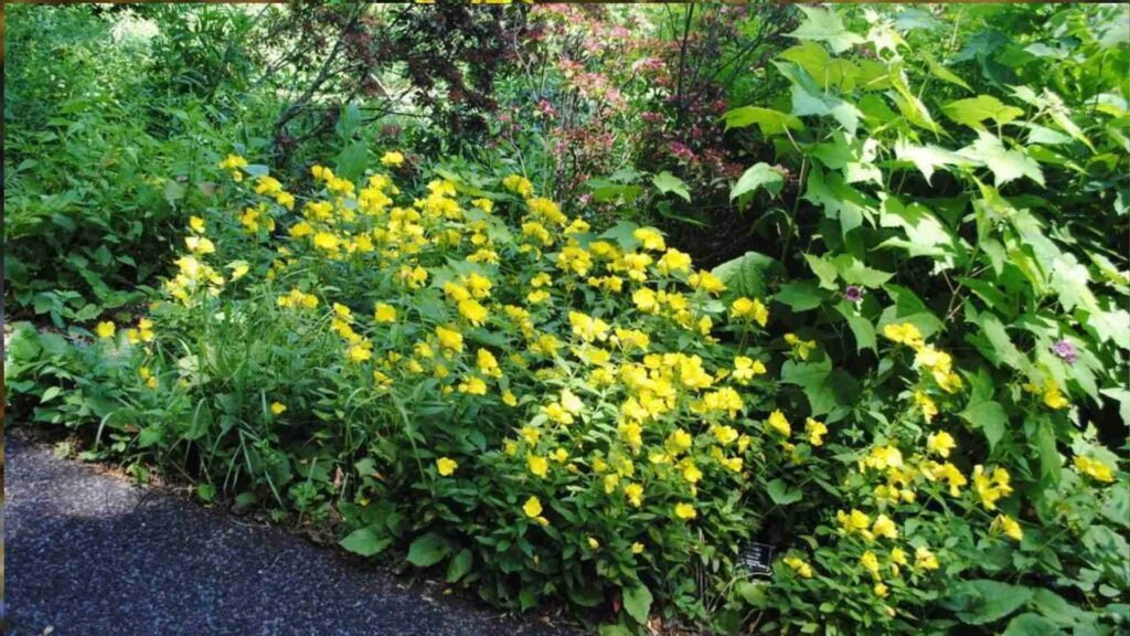 Wildflowers That Attract Butterflies: 20 Beautiful Choices for Your Garden 3 Untitled design 13 11zon