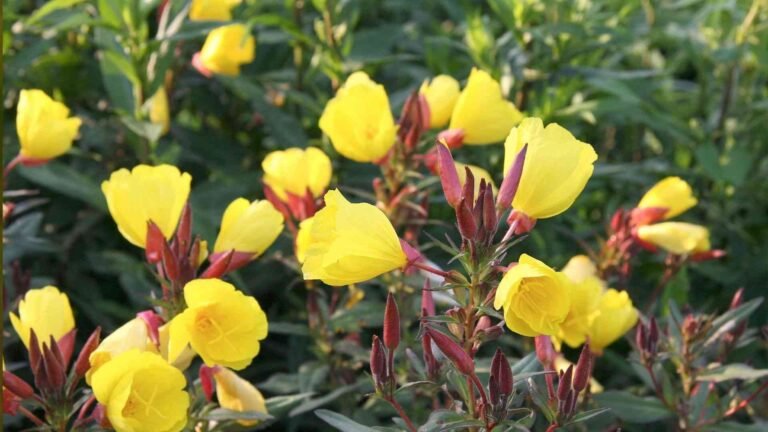 Rare Native Wildflowers