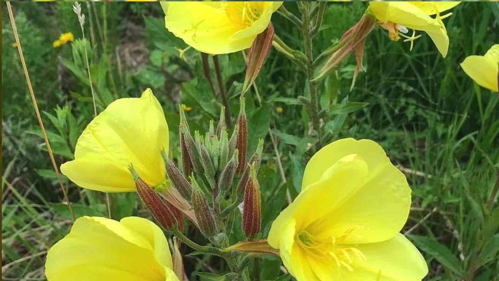 Wildflowers That Attract Butterflies: 20 Beautiful Choices for Your Garden 1 Wildflowers That Attract Butterflies