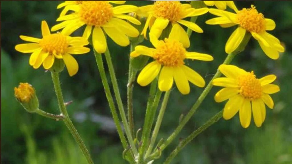 12 Long Blooming Perennials That Keep Your Garden Colorful 6 Untitled design 7 11zon