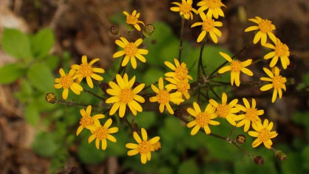 Wildflowers That Attract Butterflies: 20 Beautiful Choices for Your Garden 4 Untitled design 8 11zon