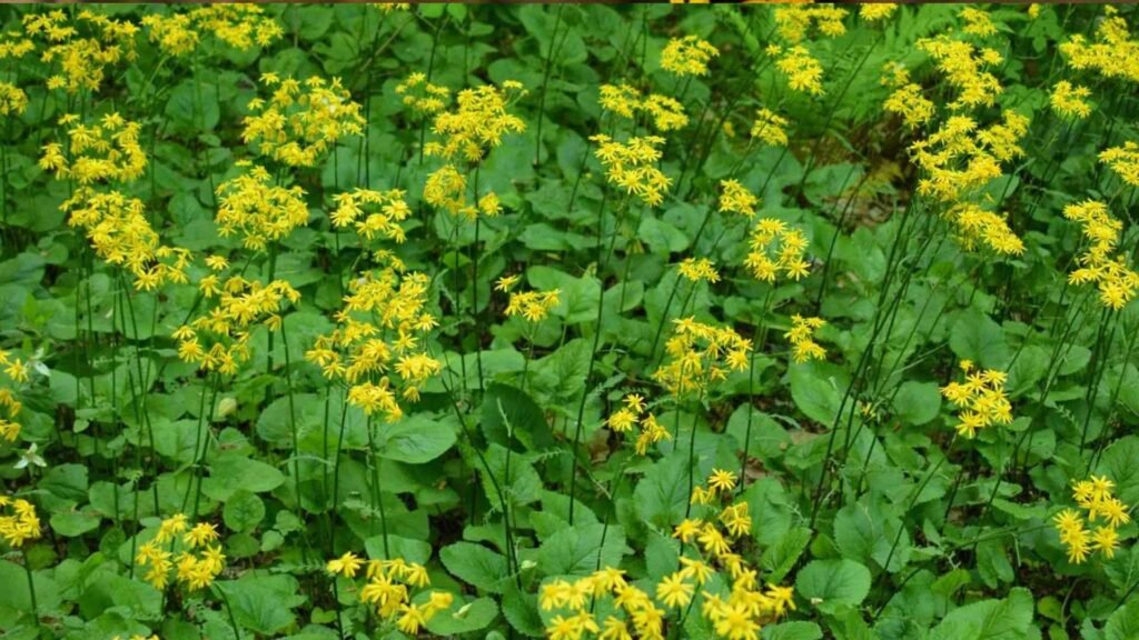 20 Rare Native Wildflowers: Beautiful & Unusual Native Blooms 2 Untitled design 9 11zon