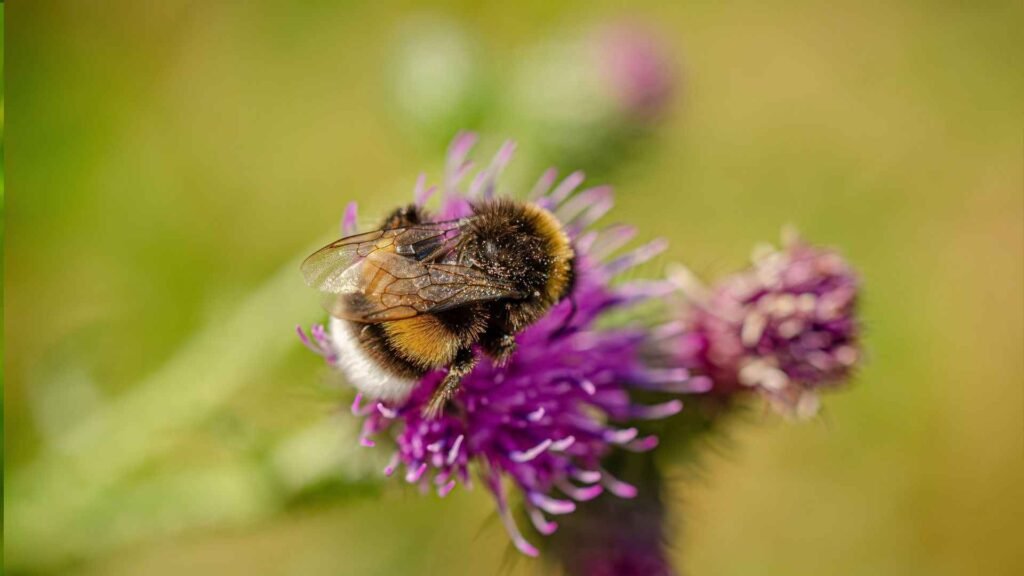 Wildflowers That Attract Bees: 20 Native & Bee-Friendly Blooms 9 bees 1