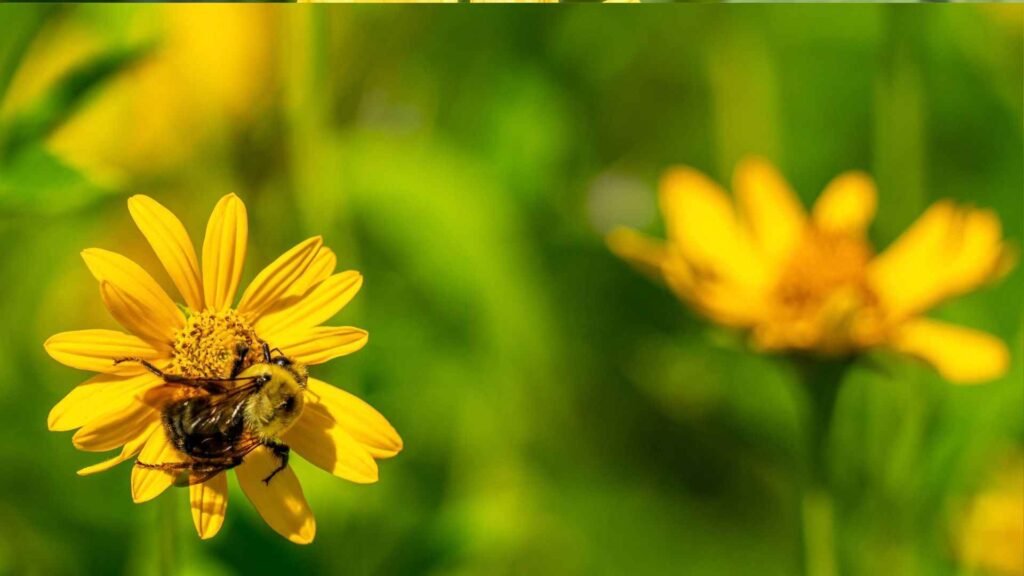 Wildflowers That Attract Bees: 20 Native & Bee-Friendly Blooms 8 bees 2