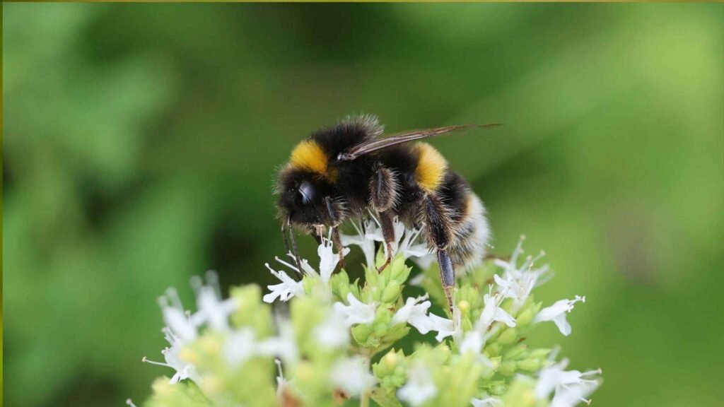 Wildflowers That Attract Bees: 20 Native & Bee-Friendly Blooms 4 bees 3