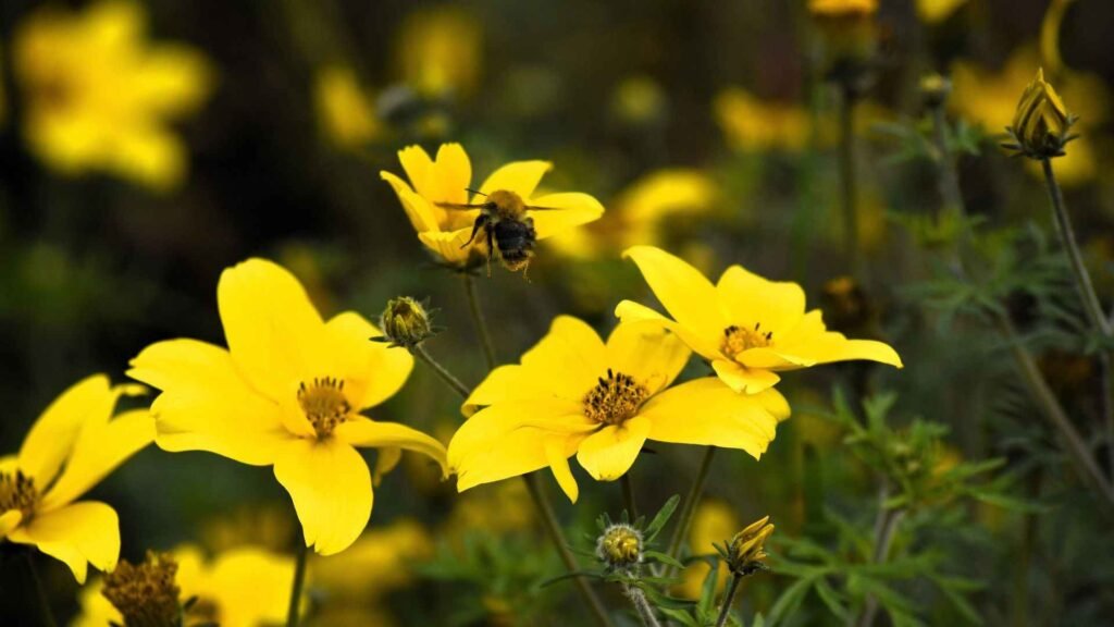 Wildflowers That Attract Bees: 20 Native & Bee-Friendly Blooms 3 bees 4