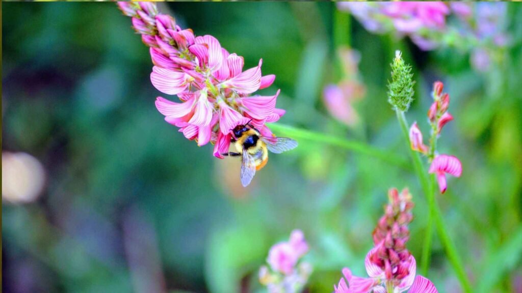 Wildflowers That Attract Bees: 20 Native & Bee-Friendly Blooms 2 Wildflowers That Attract Bees